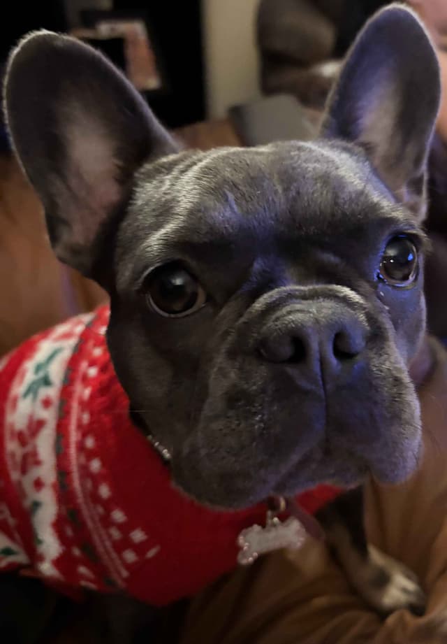 French Bulldog Puppies media 9
