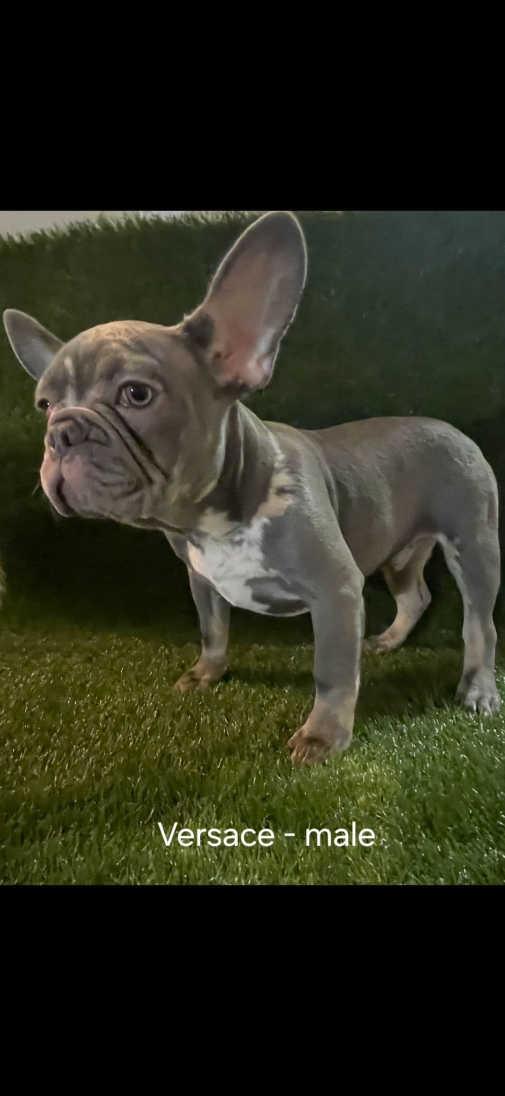 French Bulldog Puppies breeder image 3
