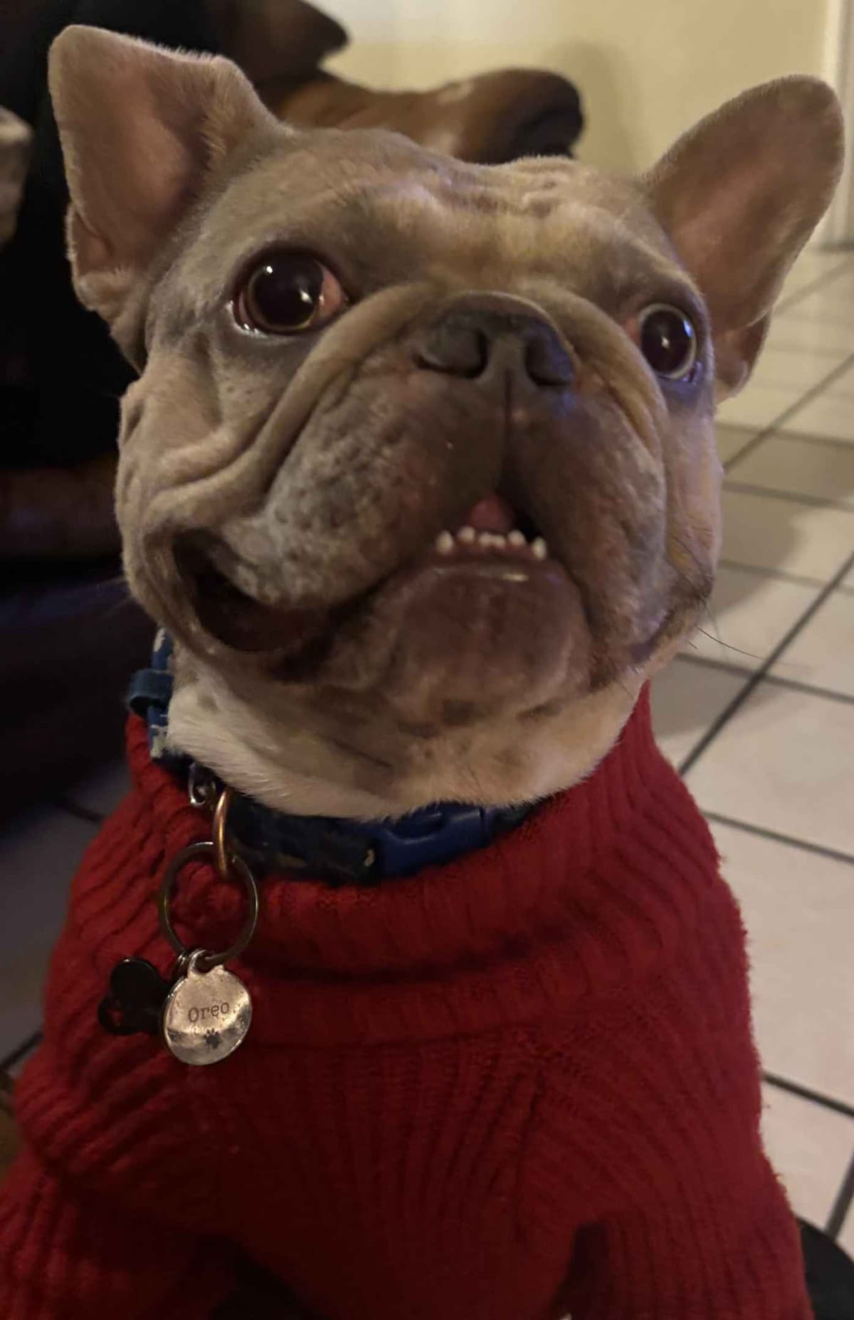 French Bulldog Puppies breeder image 9