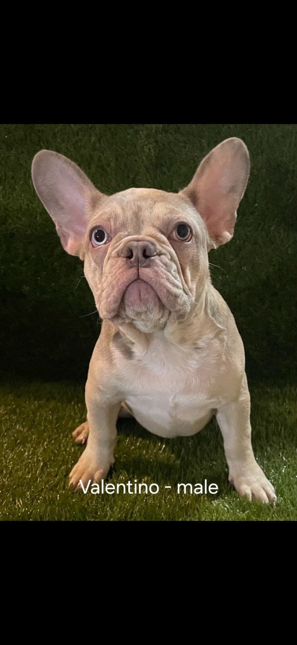French Bulldog Puppies breeder image 4