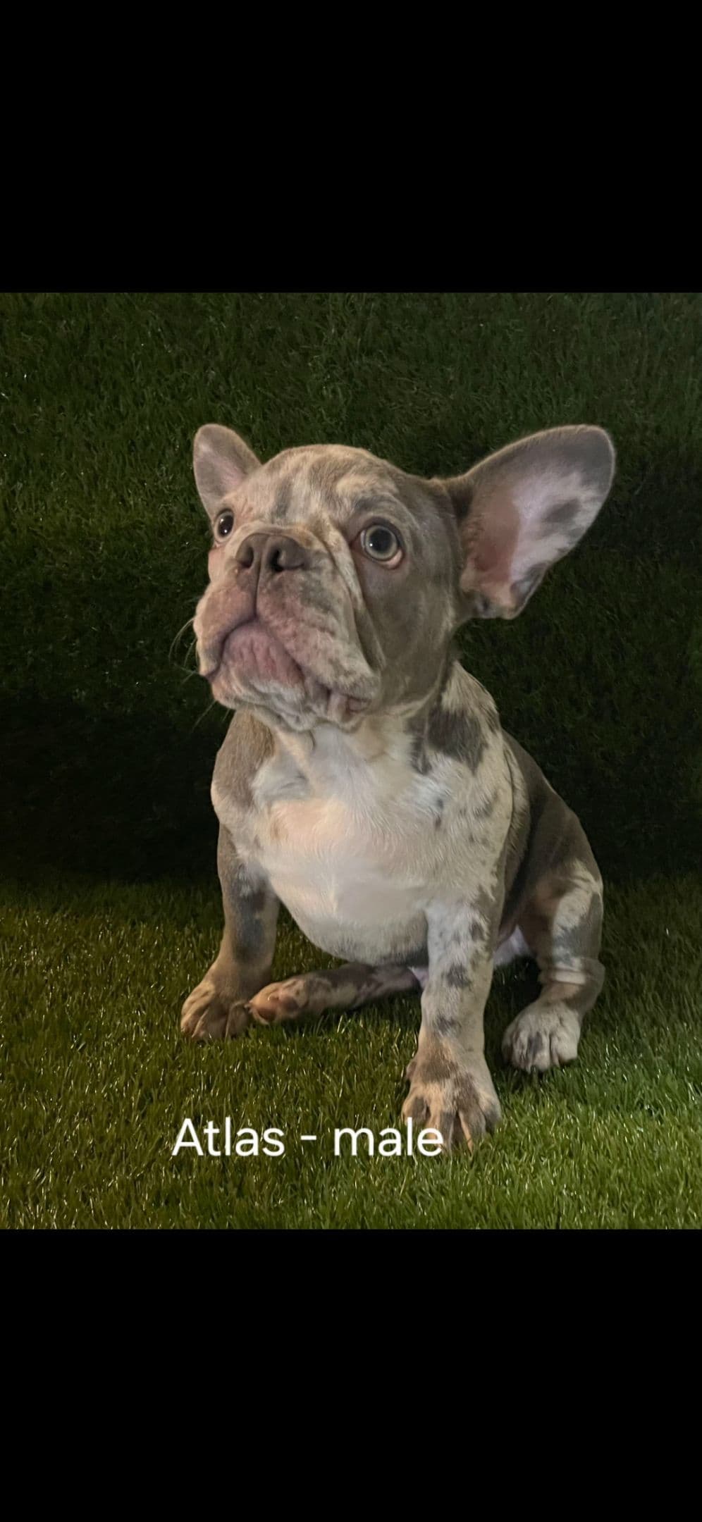 French Bulldog Puppies breeder image 7