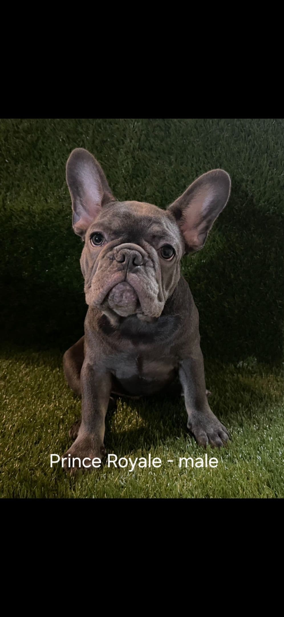 French Bulldog Puppies breeder image 6