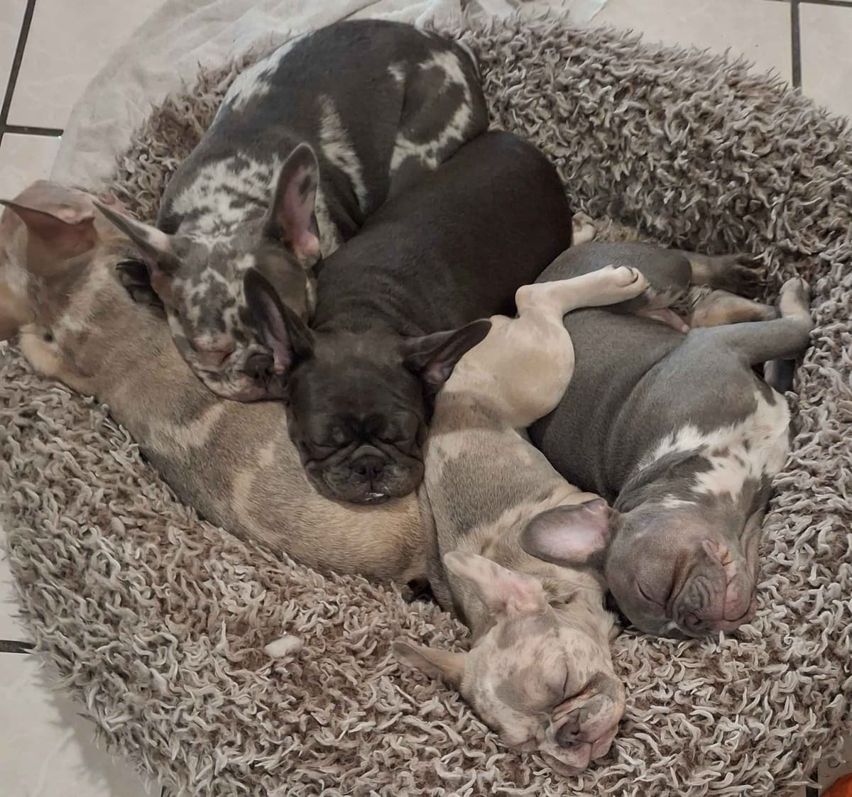 French Bulldog Puppies breeder image 1
