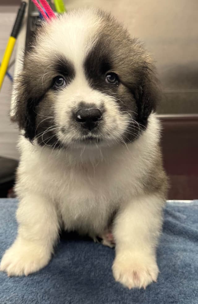 Caucasian Shepherd Dog Puppies media 2