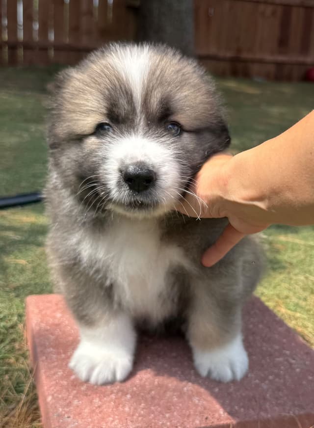 Caucasian Shepherd Dog Puppies media 3