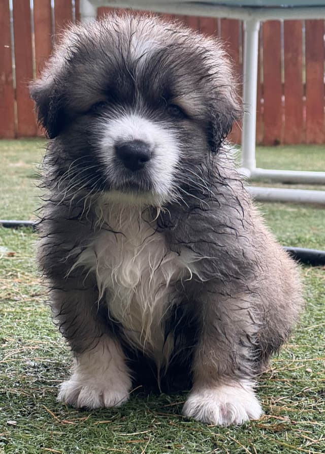 Caucasian Shepherd Dog Puppies media 4