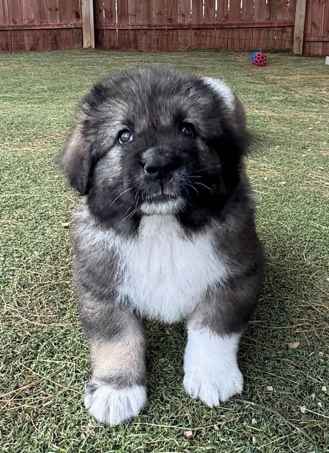 Caucasian Shepherd Dog Puppies media 5