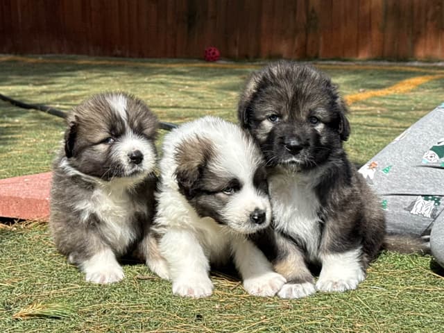 Caucasian Shepherd Dog Puppies media 6