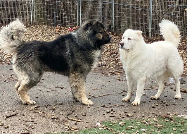 Caucasian Shepherd Dog Puppies media 8