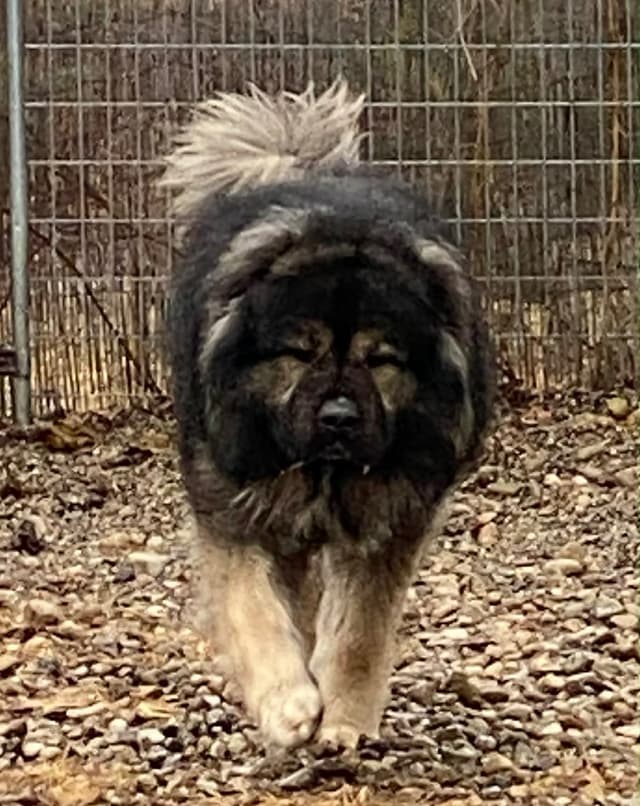 Caucasian Shepherd Dog Puppies media 9