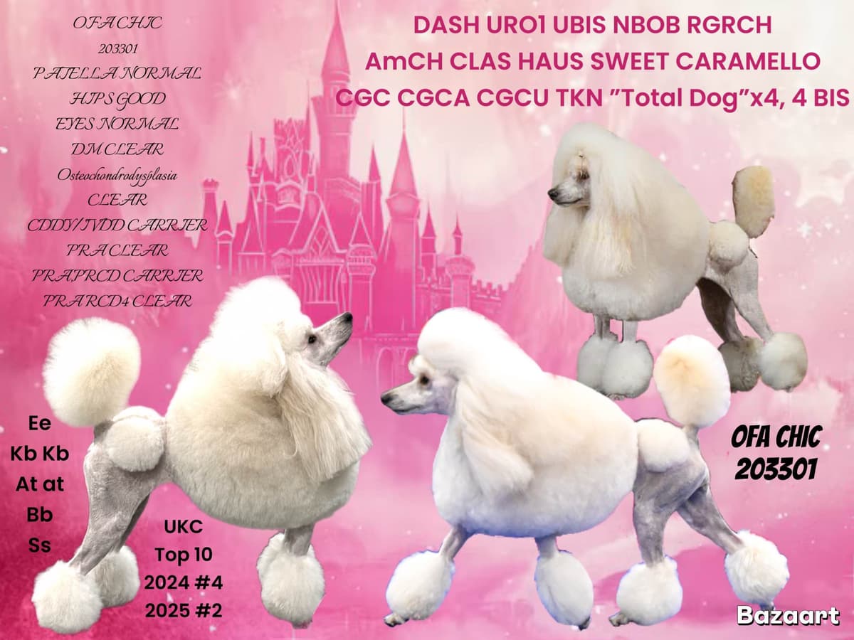 Caucasian Shepherd Dog Puppies breeder image 3