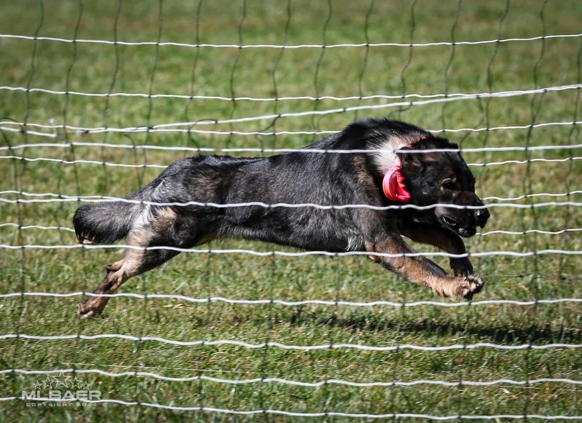 Caucasian Shepherd Dog Puppies breeder image 7