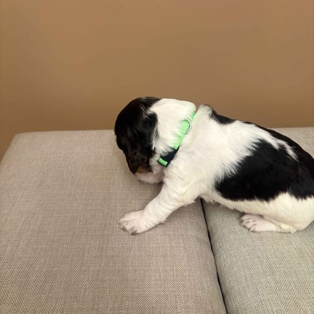 English Springer Spaniel Puppies media 2