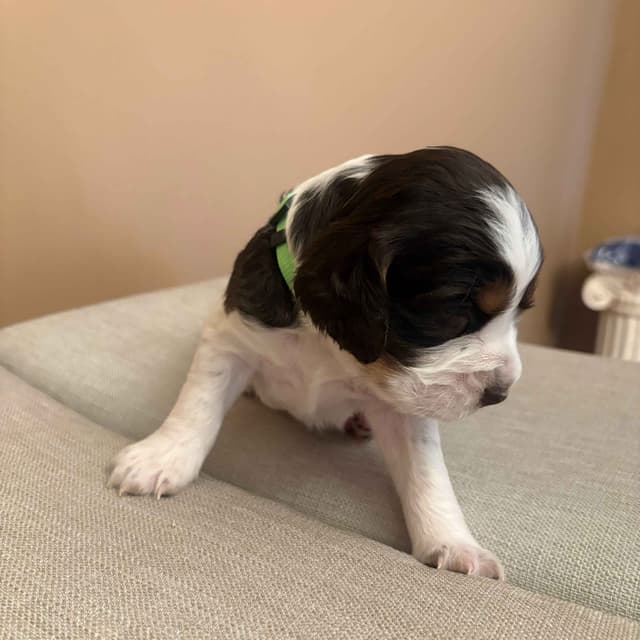 English Springer Spaniel Puppies media 3