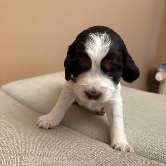 English Springer Spaniel Puppies media 4