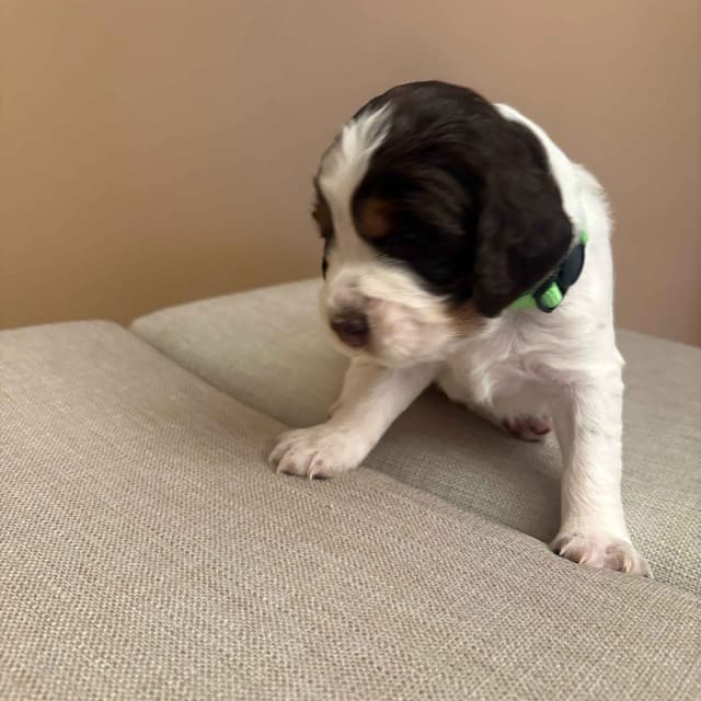 English Springer Spaniel Puppies media 5