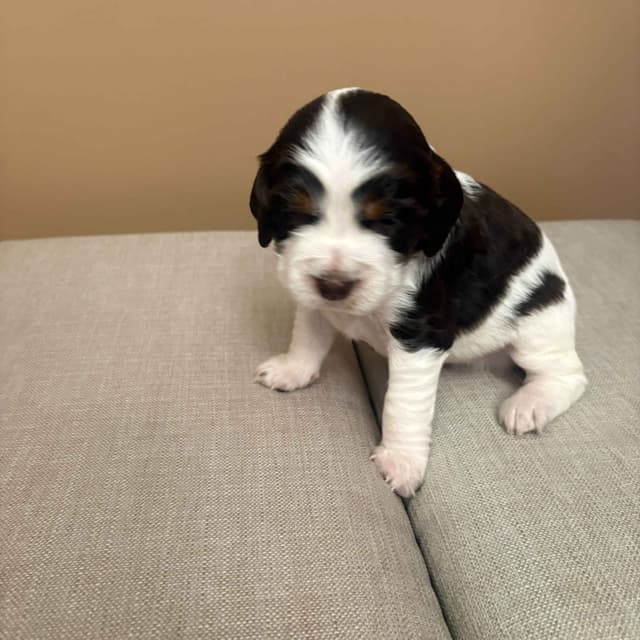 English Springer Spaniel Puppies media 6