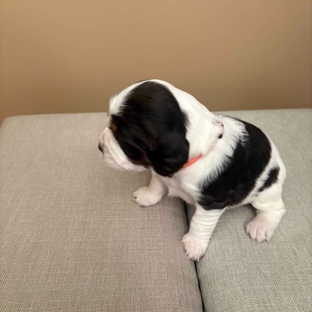 English Springer Spaniel Puppies media 7