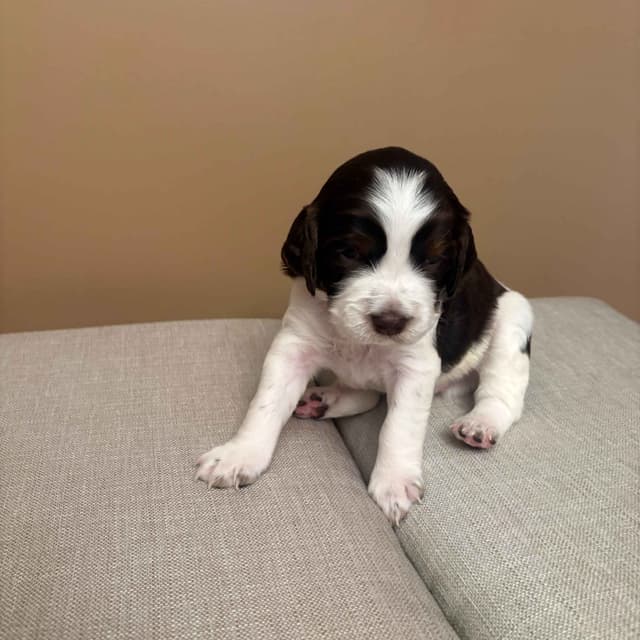 English Springer Spaniel Puppies media 8