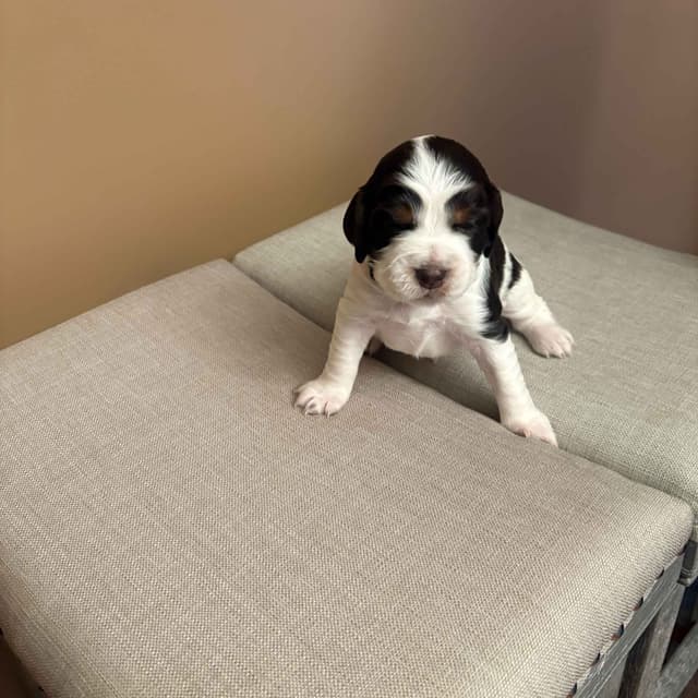 English Springer Spaniel Puppies media 9