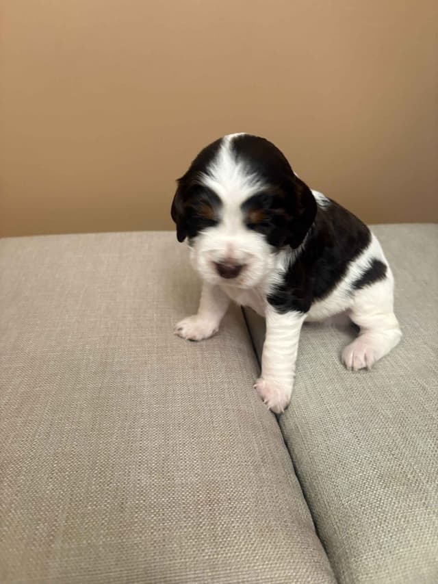 English Springer Spaniel Puppies media 14