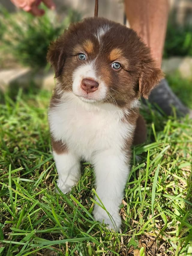Australian Shepherd Puppies media 2
