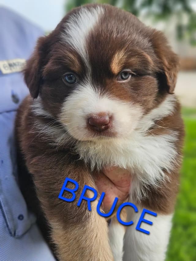Australian Shepherd Puppies media 3