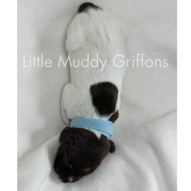 Wirehaired Pointing Griffon Puppies media 5