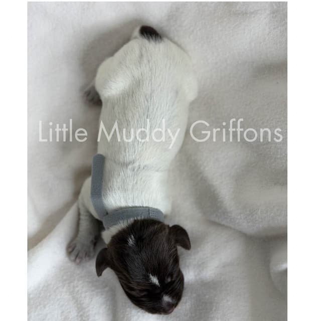Wirehaired Pointing Griffon Puppies media 3