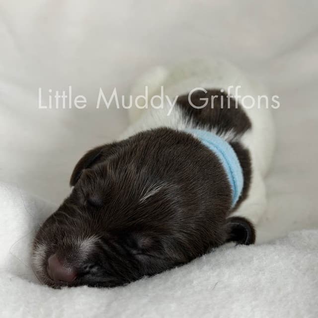 Wirehaired Pointing Griffon Puppies media 4