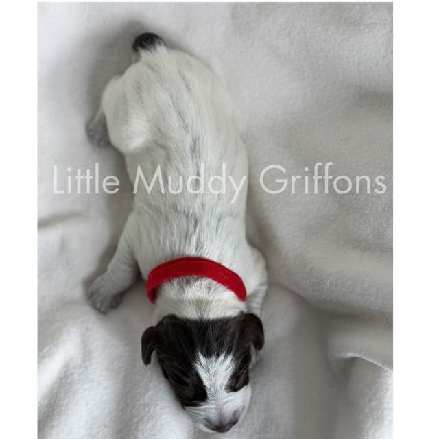 Wirehaired Pointing Griffon Puppies media 7