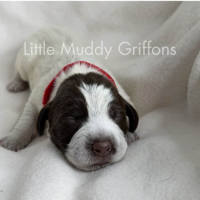 Wirehaired Pointing Griffon Puppies media 6