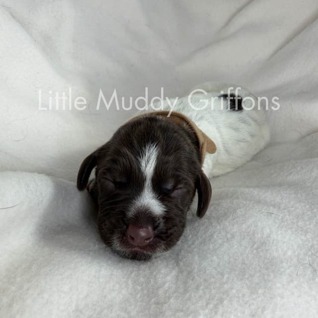 Wirehaired Pointing Griffon Puppies media 8