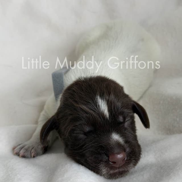 Wirehaired Pointing Griffon Puppies media 2