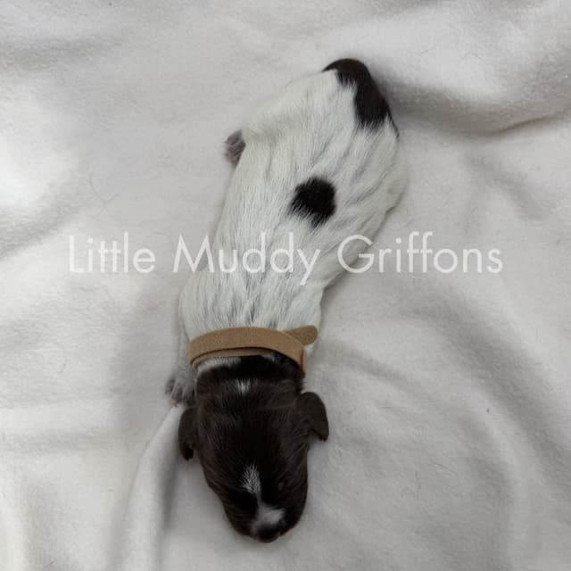 Wirehaired Pointing Griffon Puppies media 9