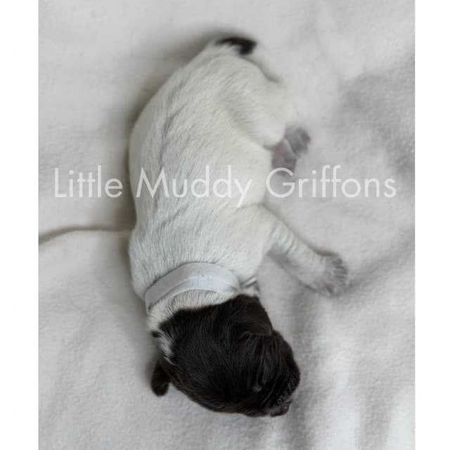 Wirehaired Pointing Griffon Puppies media 21