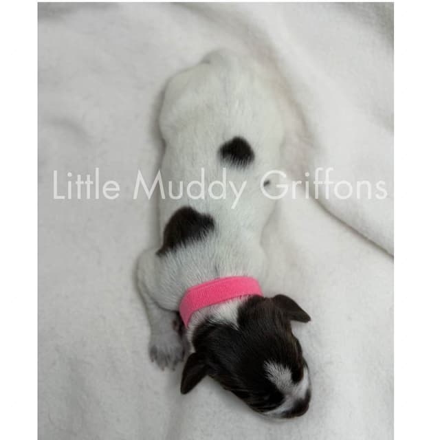 Wirehaired Pointing Griffon Puppies media 11