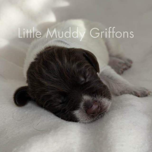 Wirehaired Pointing Griffon Puppies media 20