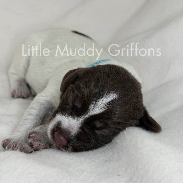 Wirehaired Pointing Griffon Puppies media 18
