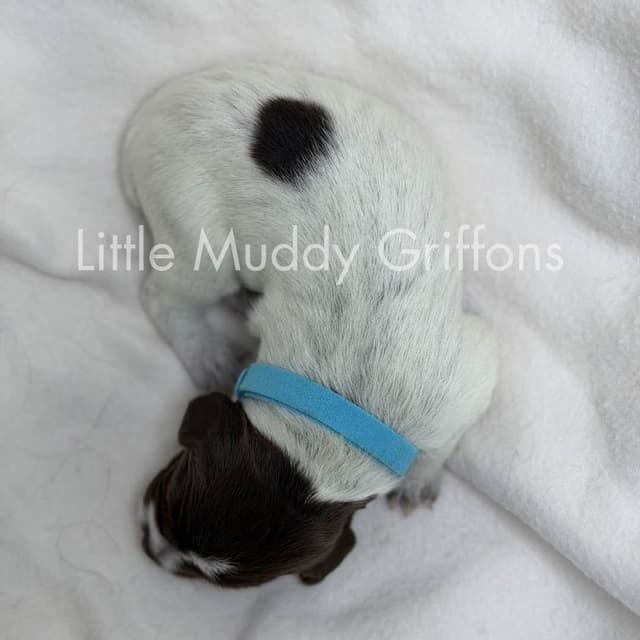 Wirehaired Pointing Griffon Puppies media 19