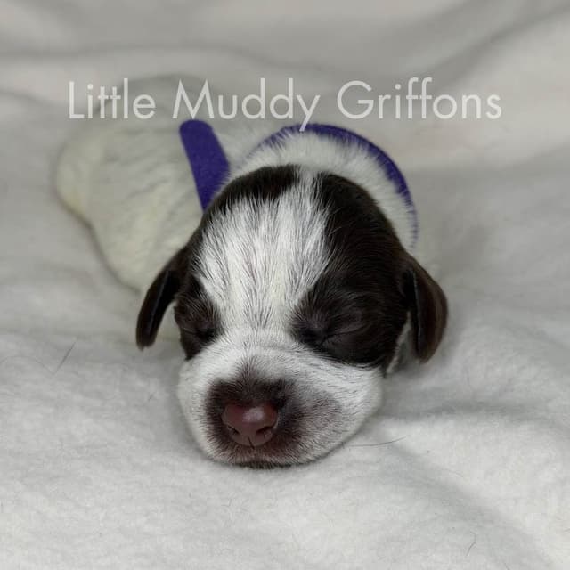 Wirehaired Pointing Griffon Puppies media 12
