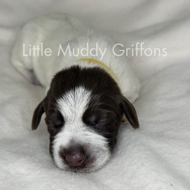 Wirehaired Pointing Griffon Puppies media 14