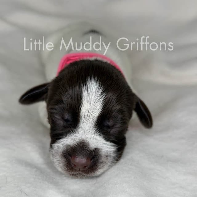 Wirehaired Pointing Griffon Puppies media 10