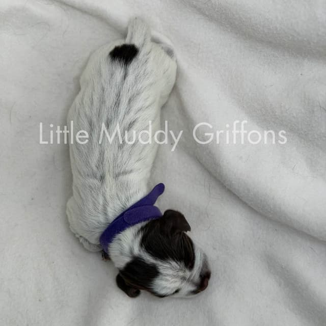 Wirehaired Pointing Griffon Puppies media 13