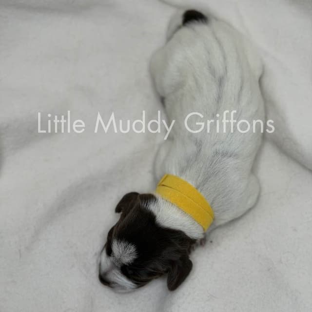 Wirehaired Pointing Griffon Puppies media 15