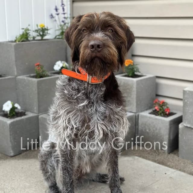 Wirehaired Pointing Griffon Puppies media 22