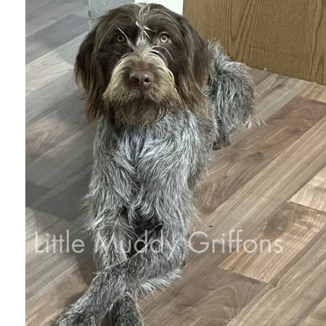 Wirehaired Pointing Griffon Puppies media 23