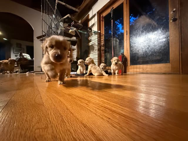 Golden Retriever Puppies media 2