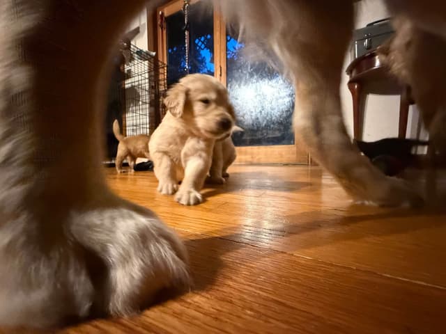 Golden Retriever Puppies media 4