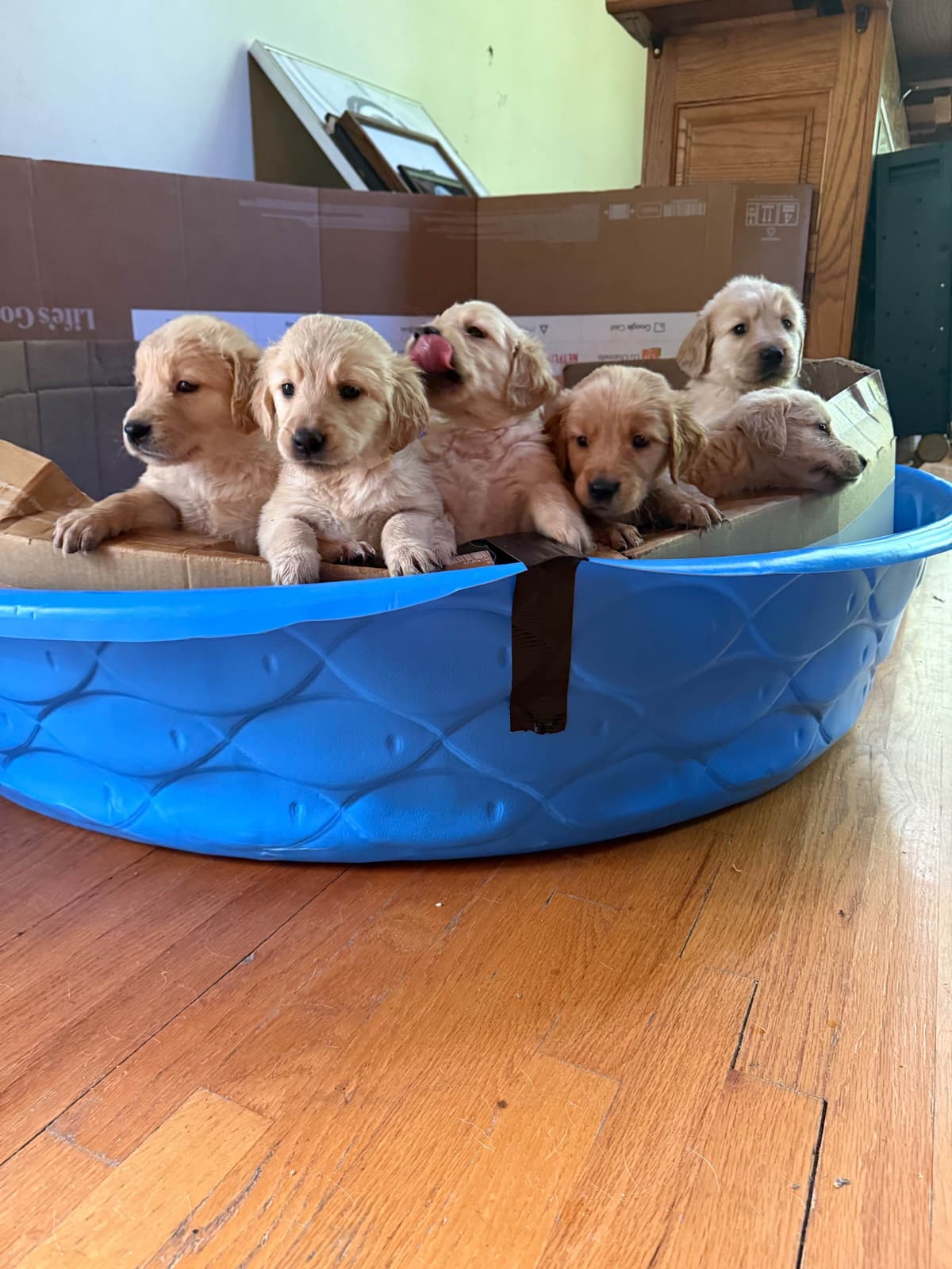 Golden Retriever Puppies breeder image 1